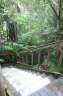 View down the steps outside the front door. Lots of vegetation..
