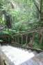 View down the steps outside the front door. Lots of vegetation.. 