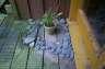 The previous potted plant, now by day.
