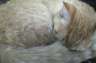 Kitty!