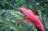 Flower macro, part 2.