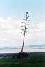 I have no idea how this tree is still alive, but somehow it is. It seems like it has far too few leaves to generate enough photosynthesis to be worthwhile.