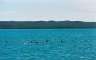 Pod of dolphins, Rangitoto in the background.