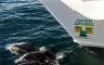 More dolphins narrowly avoiding being run over.