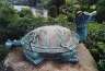 A turtle in the Chinese garden. 