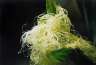 Some sort of vegetative fluff in the vegetable garden.