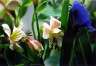 More flowers.