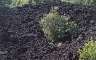 It's initially impressive seeing plants growing in the middle of a lava field like this, until you realise that the whole island is this sort of lava -- then you wonder why the plants aren't growing here.