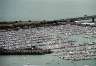 Many, many boats not being sailed anywhere.