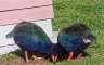 Two of the Takahes that wander around the island. (of about 200 that are left alive in the entire world..) 