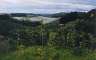 Many many vines under nets.