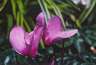 Flowers.