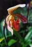 Orchid.