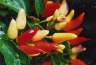 Decorative peppers.