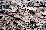 Close-up on some bark on a dead tree. Lens: Vivitar 55mm macro.