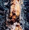 Part of the tree had been torn off at some point; the sap was still wet in places. Lens: Vivitar 55mm macro.