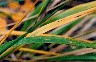 More changing autumn colours.  Lens: Vivitar 55mm macro. (nice bokeh, pleasingly). 