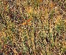 The grass seemed to change colours from the top down; I wonder if a time-lapse shot would show the yellow slowly creeping from tip to ground?