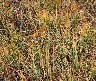 The grass seemed to change colours from the top down; I wonder if a time-lapse shot would show the yellow slowly creeping from tip to ground? 