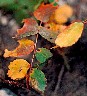 Some leaves would just fall off the branch and die, some turned amazing shades of red and orange and yellow before finally giving way. 