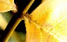 Closeup on a leaf; using 65-115 tube and off-camera flash handheld on the far end of a TTL cable. Came out surprisingly well, if I'm honest.