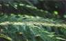 Ferns. It seemed like I should take shots of ferns here in NZ..