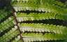 More ferns. (65-200/4 + T32 off-camera)