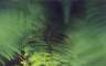 Even more ferns.