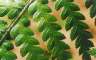 Still more ferns. (65-200/4 + T32 off-camera)