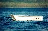 Boat on the Shuswap lakes 