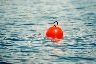 Buoy floating on the Shuswap lakes. I have far too many shots of this same thing, because I'd keep forgetting I'd taken one, and take another because of the contrast between it and the water. Result: half-a-dozen identical shots.. 