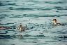 Ducks on the Shuswap lakes. It was pretty neat to watch them all, one after another, dive and vanish under water; 30 seconds or so would pass, then they'd pop back up again, fish in mouths. 