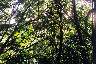 Lots of greenery to be found in the jungle..