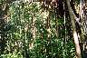 Lots of banyan vines around too.