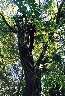 Here's a tree slowly being strangled by banyan.