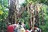 Another tree killed by banyan, forming an arch across the path.