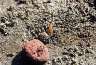 Another crab (behind the rock) -- again, they're so hard to spot..