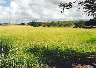 Insanely green grass..