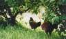Wild chickens. There's a lot of them around, weirdly. Presumably they get eaten / used for eggs or something. 