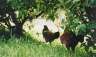 Wild chickens. There's a lot of them around, weirdly. Presumably they get eaten / used for eggs or something.
