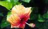 Pretty flowers.