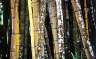 Bamboo; this is sort of like that Ansel Adams shot of trees, maybe.