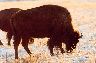 Buffalo aren't all that rare around here; there's a farmer's field on the way down highway 1A on the way to Ghost that has a (tiny) herd of them just sitting there eating grass. Not sure what their eventual fate is, but I suspect burgers. 