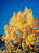 tree9