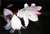 english country flower 1