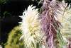 pampas grass