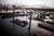 sf sealions 1