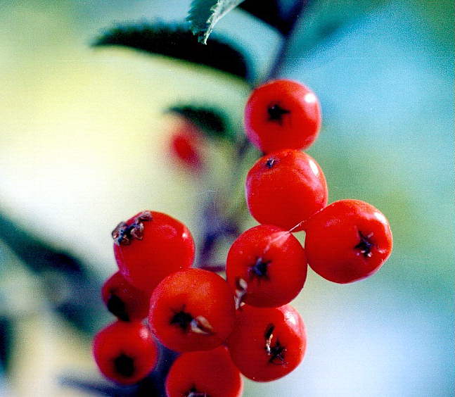 berries1