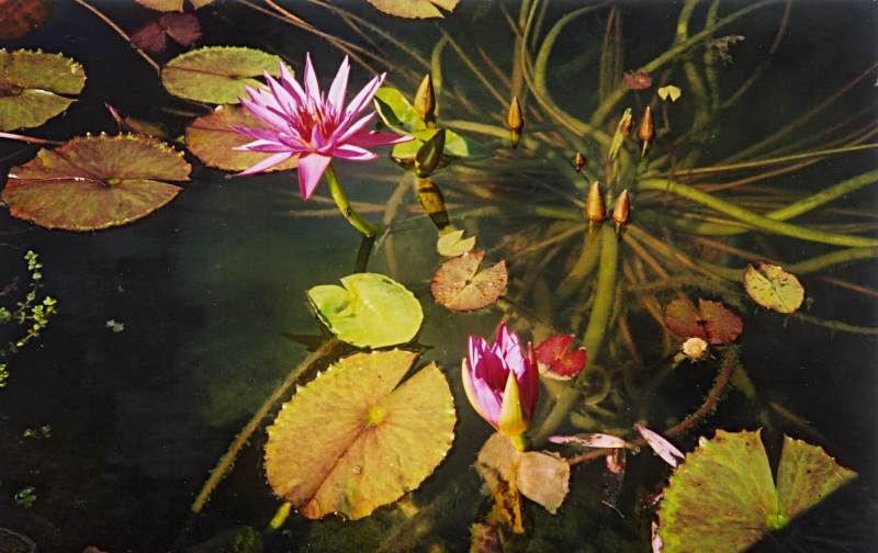 waterlily