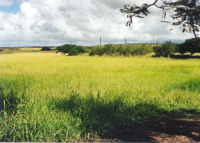 haleiwa 2